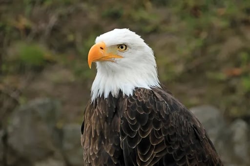 America’s National Bird