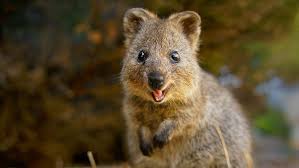 Chat GPT's Cutest Animal