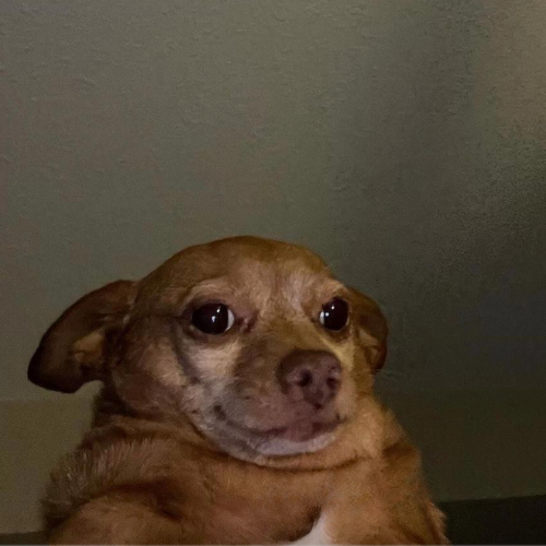 Sip The Meme Dog