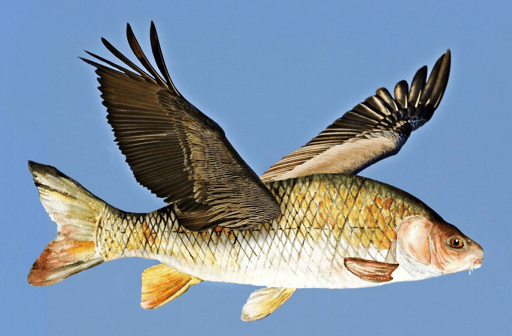 flying fish