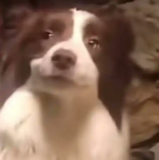 RAGEBAIT DOG