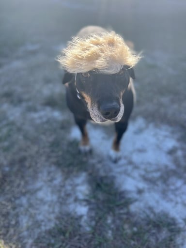CATTURDS BROTHER