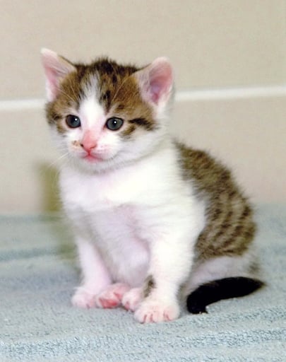 The First Cloned Cat