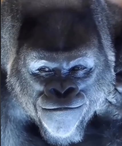 #1 Viral Smiling Gorilla