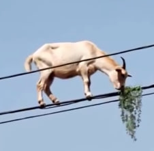 Goated Goat Name