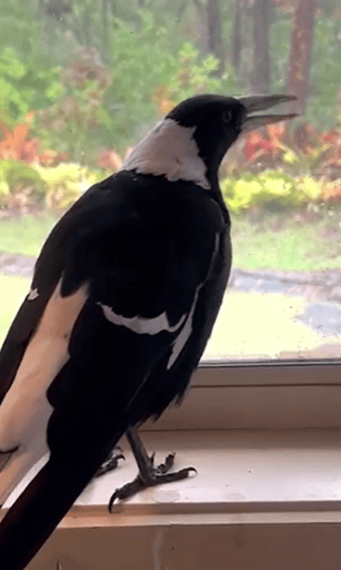 Bird seized by government