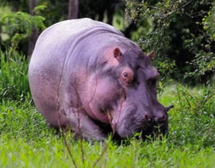Narcos Hippo Shot By Police
