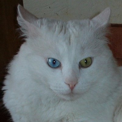 ELONS FIRST X CAT