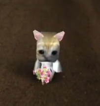 Mr. meow
