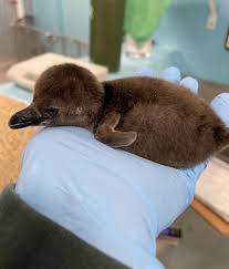 New Baby Penguin Dakota Zoo