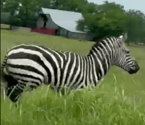 Ed the Zebra