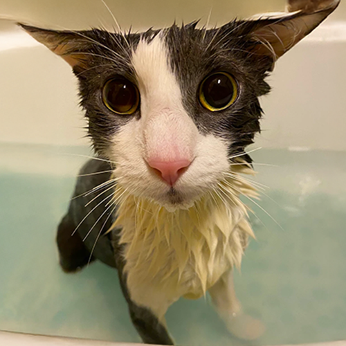 Shark the Soggy Cat