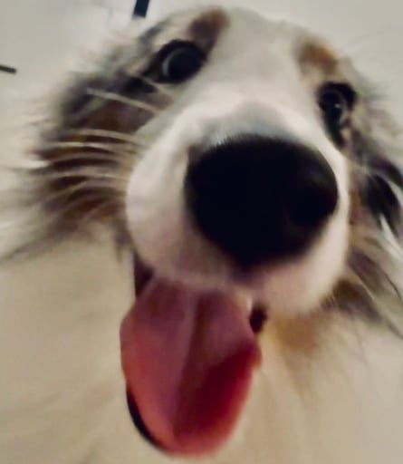 Dubi