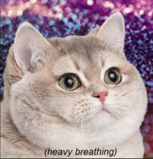 DOGECOIN CAT