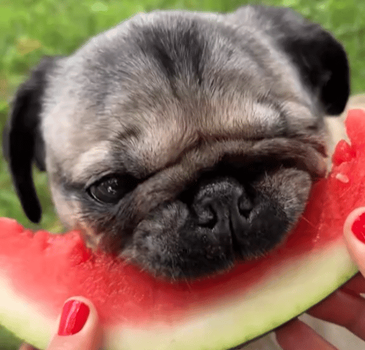 Eating Watermelon