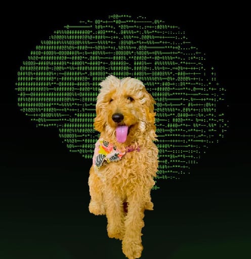 First dog with Neuralink