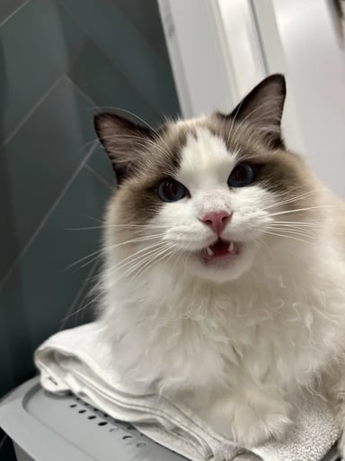 Garlic The Unvampable Cat