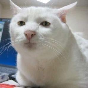 Serious Cat