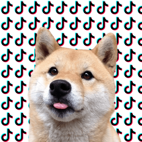 TikTok Dog