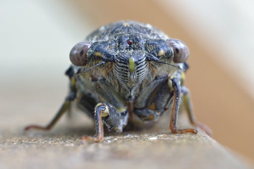 Cicada 4401