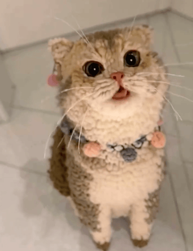 Yarn Cat Real Name