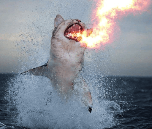 fire shark cat
