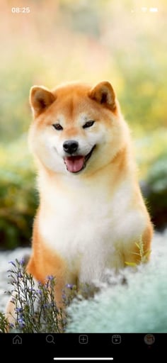 Shiba Inus Granddaughter