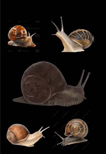 SNAIL RAVE