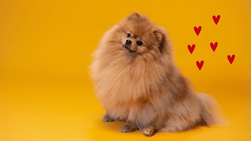POMERANIAN