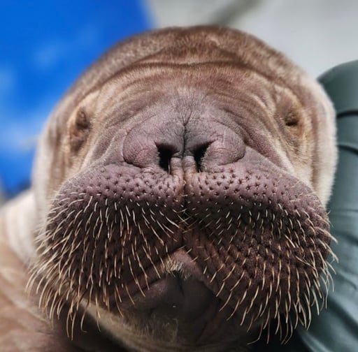 SEAWORLD BABY WALRUS