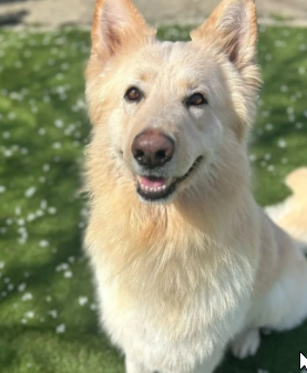NEW SOLANA LAB DOG