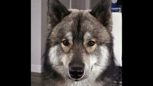 Odin
