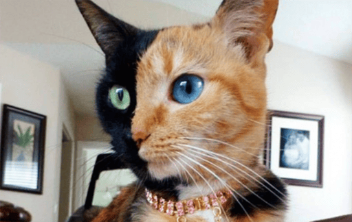 Two Face Cat