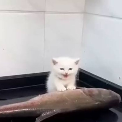 Cat Wif Fish