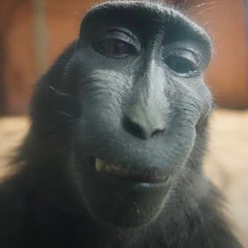 Rizz Monkey