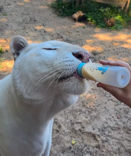 Eros The White Tiger