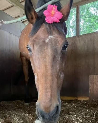 Japan popular horse