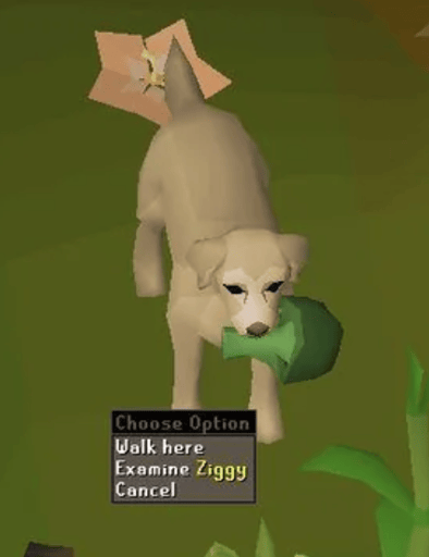 Ziggy
