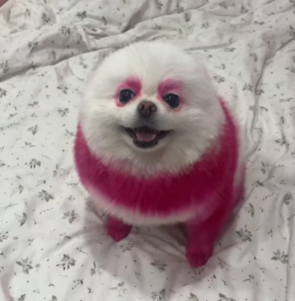 blossom