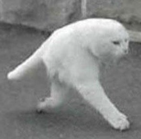 Retarded Runner Cat