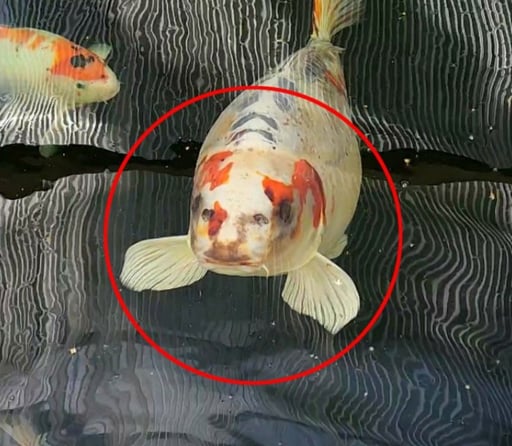 human face fish