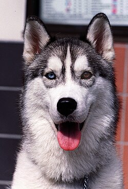 Husky Coin