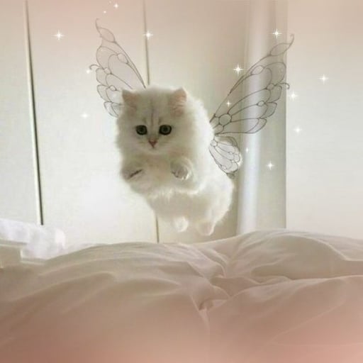 Angel Kitty
