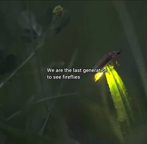 Fireflies 