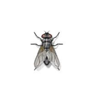 watch this fly