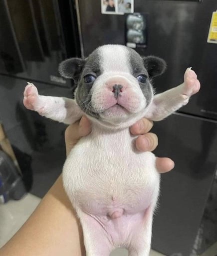 Pibble