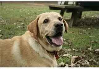 First 4chan Dog