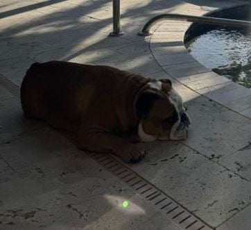 Brez's Dog