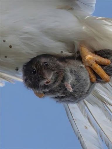 This Vole Will Fly
