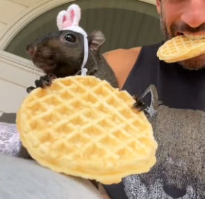 Waffle the squirrel